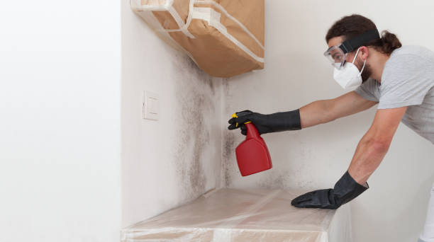 Professional Black Mold Removal technician working in Brielle, NJ