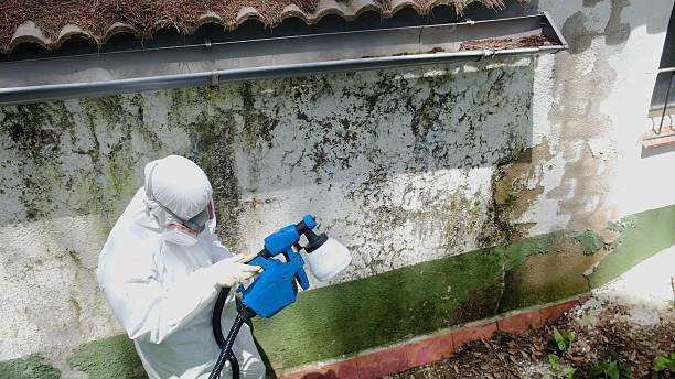 Trusted Black Mold Removal service in Brielle, NJ - Cheap Mold Removal